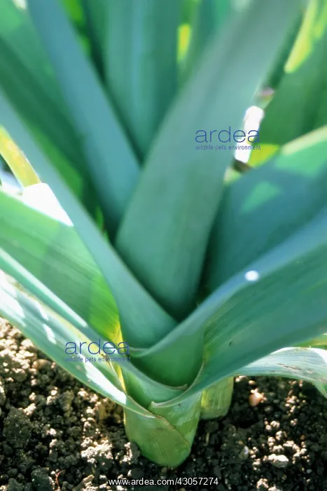 : Leek, Allium ampeloprasum : Leek, Allium ampeloprasum