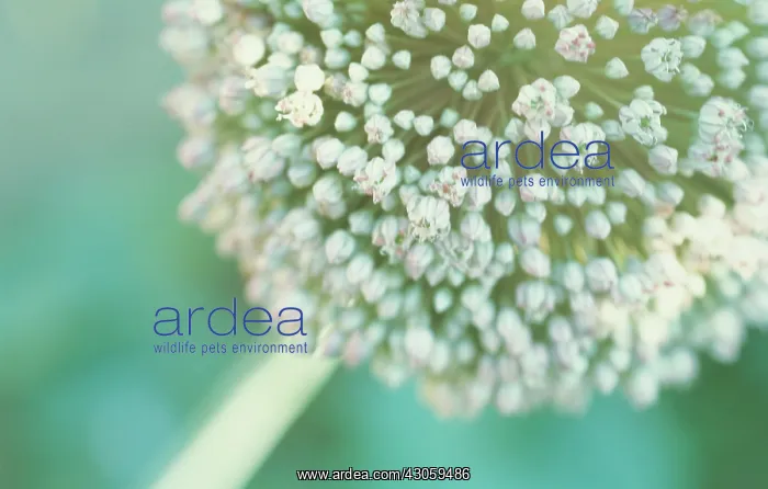 : Leek, Allium ampeloprasum : Leek, Allium ampeloprasum