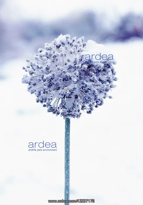 : Leek, Allium ampeloprasum : Leek, Allium ampeloprasum