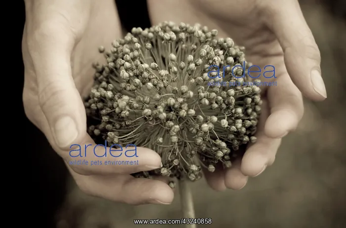 : Leek, Allium ampeloprasum : Leek, Allium ampeloprasum