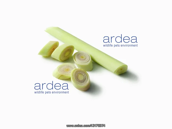  : Leek, Allium ampeloprasum, peeld and chopped into slices aga