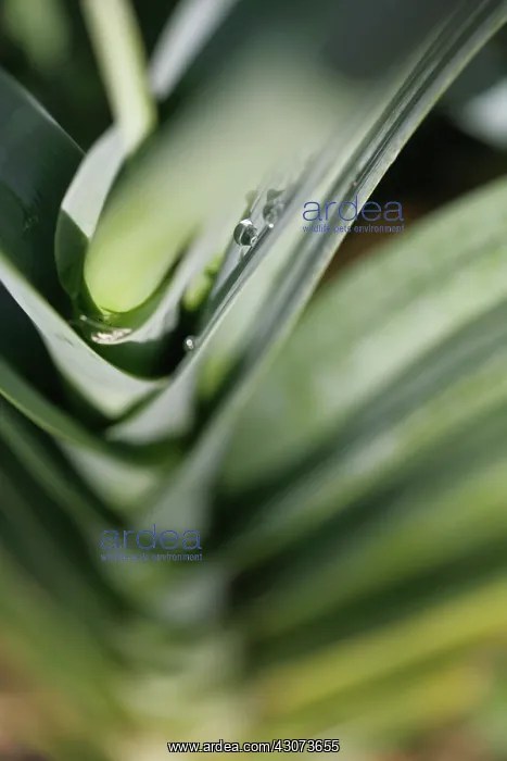 : Leek, Allium ampeloprasum Porrum : Leek, Allium ampeloprasum Porrum