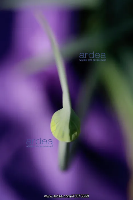 : Leek, Allium ampeloprasum Porrum : Leek, Allium ampeloprasum Porrum