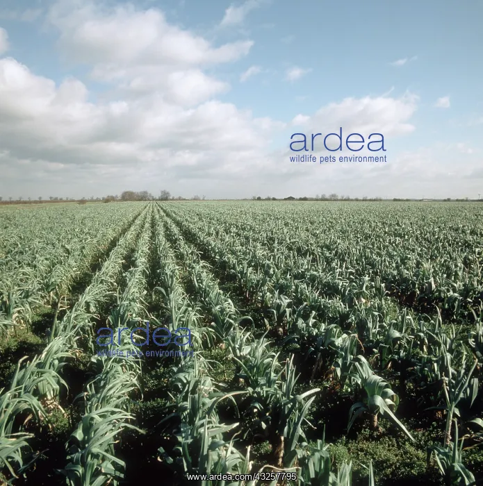 : Leek crop in winter : Leek crop in winter