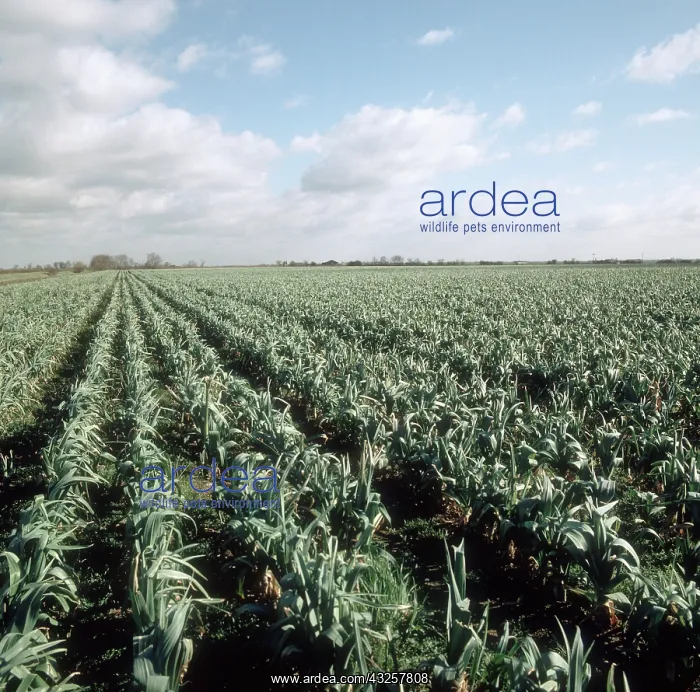 : Leek crop in winter : Leek crop in winter