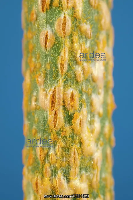 : Leek rust on allium leaves - Norfolk UK : Leek rust on allium leaves - Norfolk UK