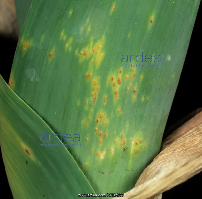 : Leek rust (Puccinia porri) : Leek rust (Puccinia porri)