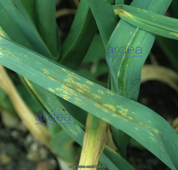  : Leek rust (Puccinia porri)