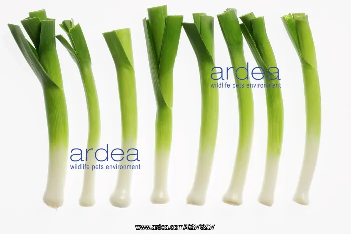  : Leeks