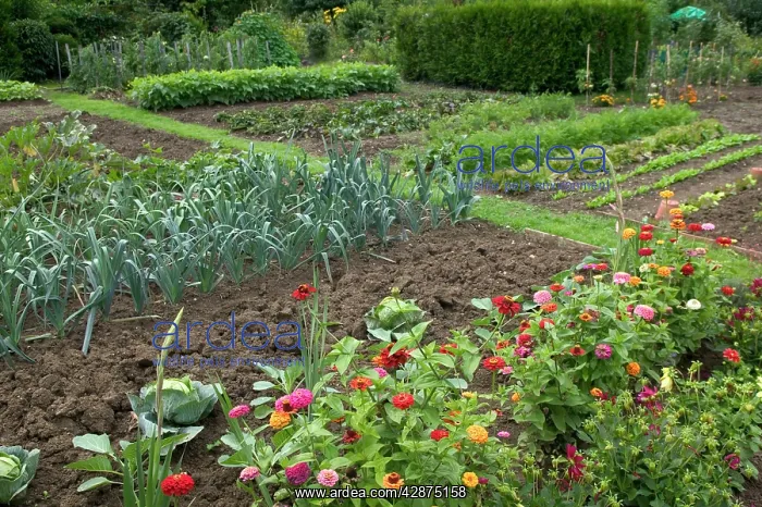 : Leeks growing in Allotment / Vegetable Garden / : Leeks growing in Allotment / Vegetable Garden /