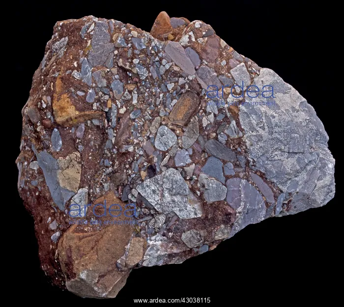 : Leesburg Conglomerate : Leesburg Conglomerate
