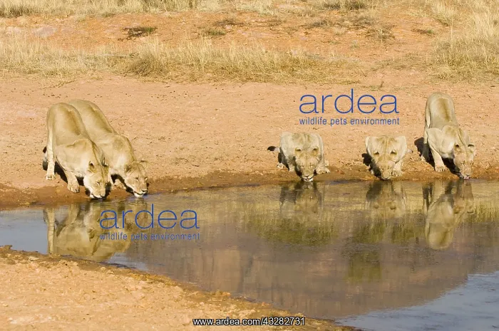 : leeuw : leeuw