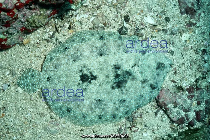 : LEFT EYE FLOUNDER - Camouflaged : LEFT EYE FLOUNDER - Camouflaged