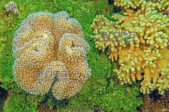  : Left Leather coral (Sarcophyton glaucum), below
