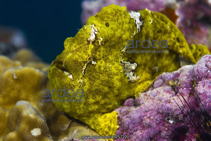 : Front left view Commerson's Frogfish head (Antennarius : Front left view Commerson's Frogfish head (Antennarius