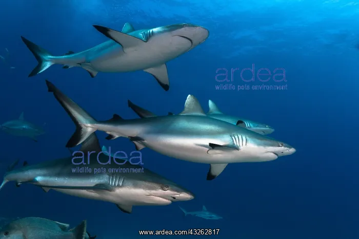 : Left side view group of Grey Sharks (Carcharhinus : Left side view group of Grey Sharks (Carcharhinus