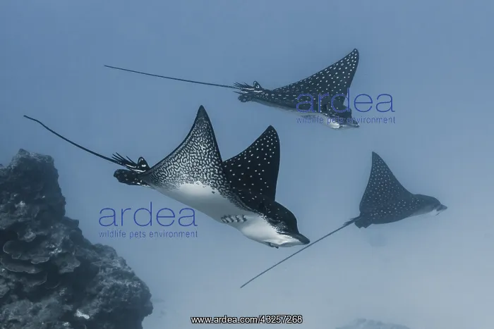 : Left side wide view Spotted Eagle Ray (Aetobatus : Left side wide view Spotted Eagle Ray (Aetobatus