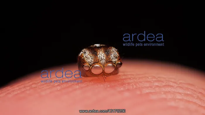 : This is the leftover exoskeleton or exuvium from : This is the leftover exoskeleton or exuvium from