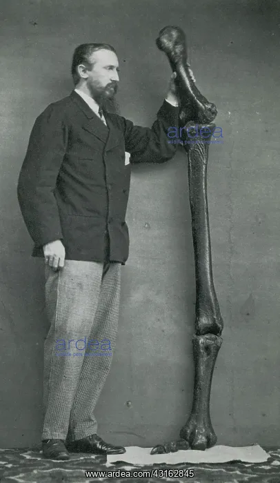 : Leg Bones of Australian Dinornis, 1872 : Leg Bones of Australian Dinornis, 1872