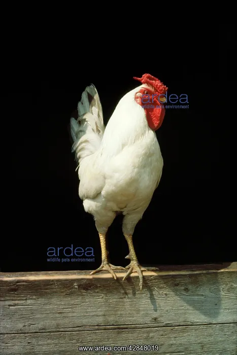  : Leg-Horn Chicken