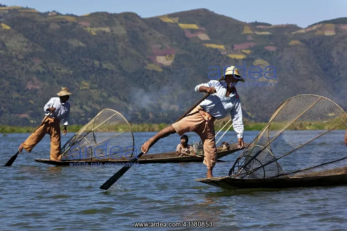 : Leg rowers on Inle Lake, Shan State, Myanmar, Burma, Asia : Leg rowers on Inle Lake, Shan State, Myanmar, Burma, Asia