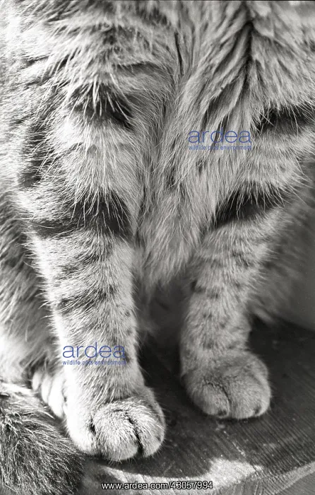  : Legged cat Refuge of Beauregard France