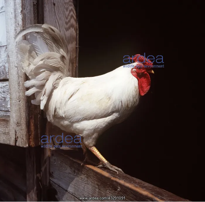 : LEGHORN CHICKEN : LEGHORN CHICKEN