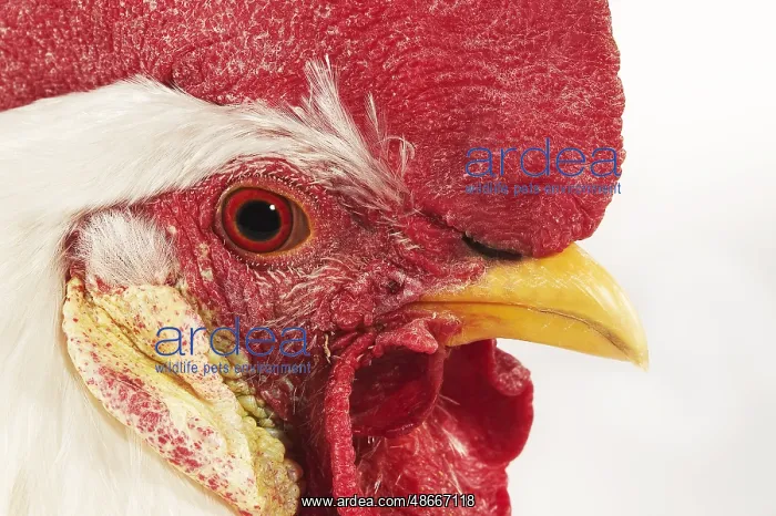 : Leghorn Domestic Cock, portrait of the cock against white : Leghorn Domestic Cock, portrait of the cock against white