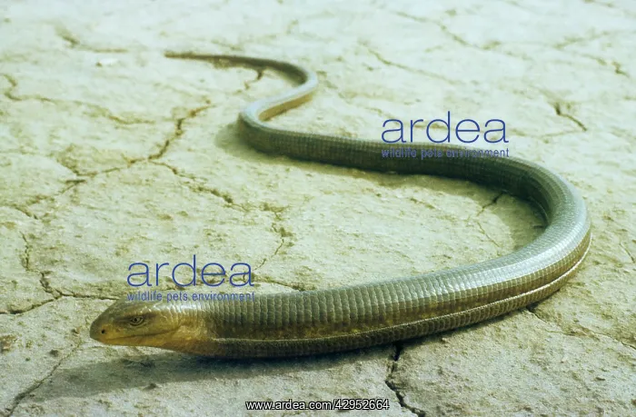 : Legless Lizard : Legless Lizard