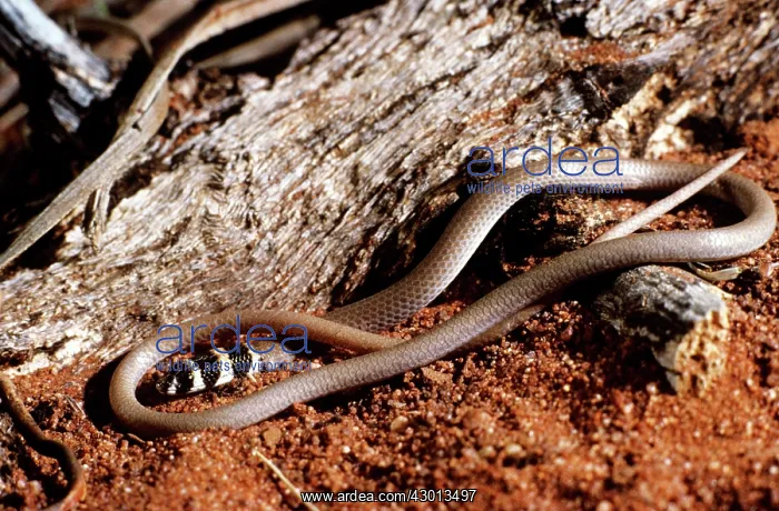 : Legless Lizard : Legless Lizard