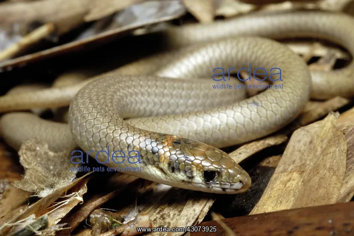 : Legless Lizard : Legless Lizard