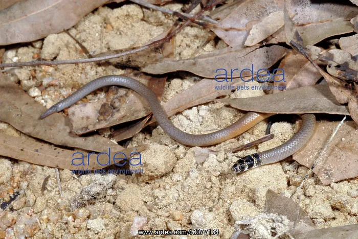 : Legless Lizard : Legless Lizard