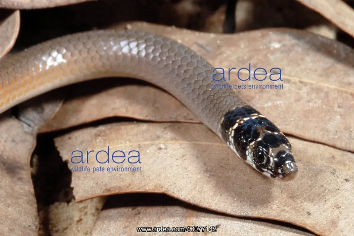 : Legless Lizard : Legless Lizard