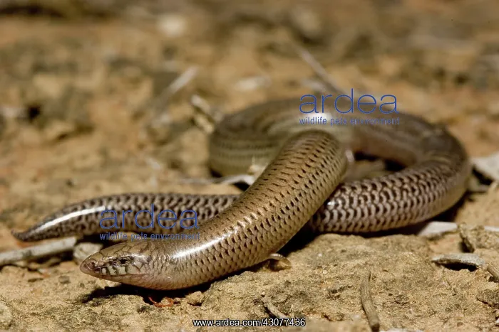 : Legless lizard : Legless lizard