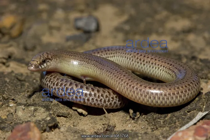 : Legless Lizard : Legless Lizard