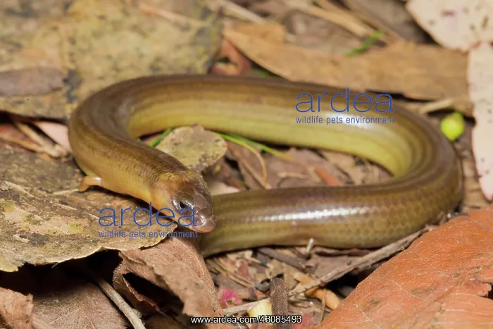 : Legless Lizard : Legless Lizard