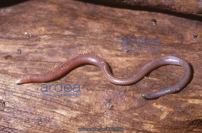 : Legless Skink : Legless Skink