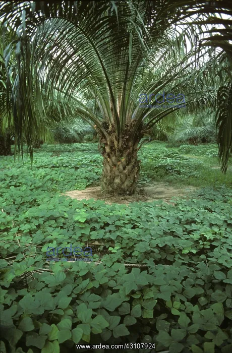 : Legume ground cover plants : Legume ground cover plants