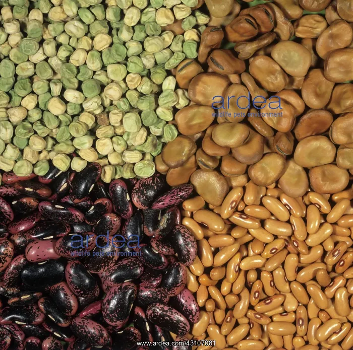 : Legume seeds : Legume seeds