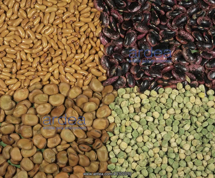 : Legume seeds : Legume seeds