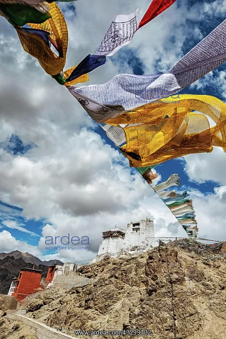 : Leh Tsemo fort and gompa and lungta (prayer flags) : Leh Tsemo fort and gompa and lungta (prayer flags)