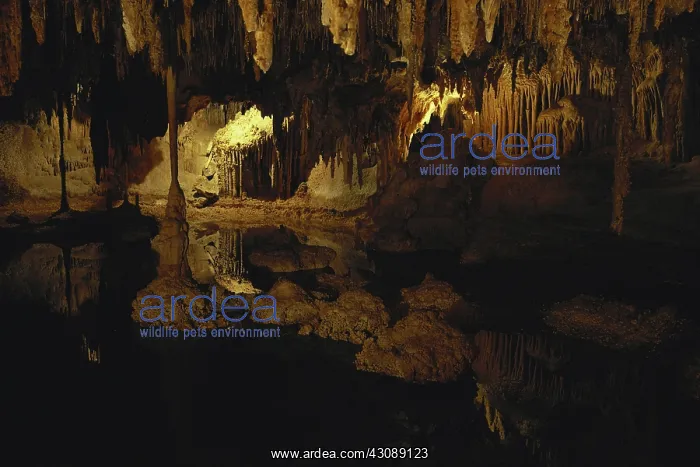 : Lehman Caves : Lehman Caves