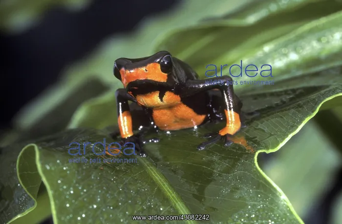 : Lehmann's Poison Dart Frog : Lehmann's Poison Dart Frog