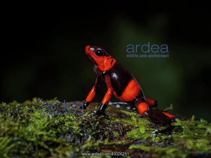 : Lehman?s Poison-frog (Oophaga lehmanni), on moss, Colombia : Lehman?s Poison-frog (Oophaga lehmanni), on moss, Colombia