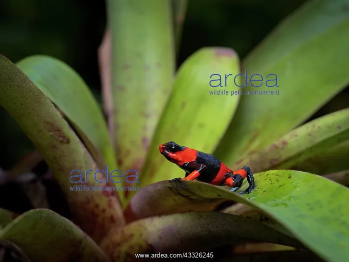 : Lehman?s Poison-frog (Oophaga lehmanni), on brom : Lehman?s Poison-frog (Oophaga lehmanni), on brom