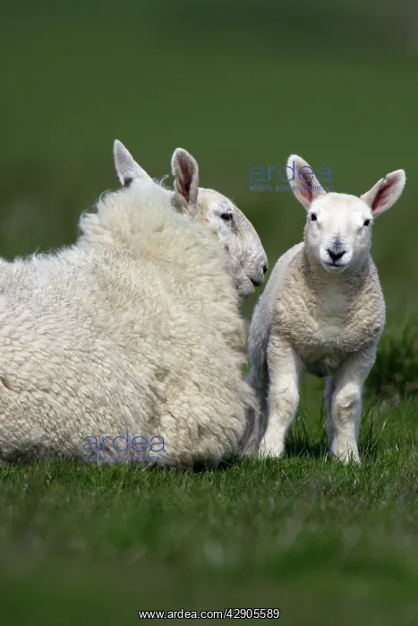 : Leicester Sheep - Ewe with lamb : Leicester Sheep - Ewe with lamb