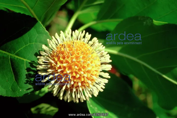 : Leichhardt tree (Nauclea orientalis) fruit - edible : Leichhardt tree (Nauclea orientalis) fruit - edible