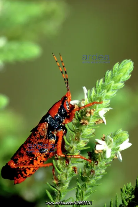 : LeichhardtIs Grasshopper - On host plant (Pityrodia : LeichhardtIs Grasshopper - On host plant (Pityrodia