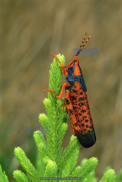 : LeichhardtIs grasshopper - on host plant Pytirodia sp : LeichhardtIs grasshopper - on host plant Pytirodia sp
