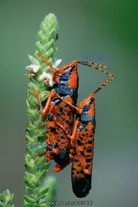 : Leichhardt's Grasshopper - Mating pair on host : Leichhardt's Grasshopper - Mating pair on host
